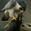 murtazamusln0
