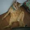cobonla_9607