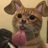 🐶