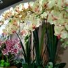maimunah.ibrahim7