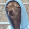 giffdog07