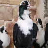 🦅بطل ميسان 🦅