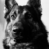 lukethegermanshep