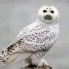 im__seal