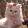 sweetiesmeyy_