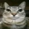 apns_vivendo11