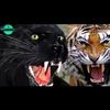 blacktiger1itf