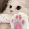 zyply_9