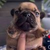 pibblelover2178