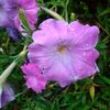 southernlady640
