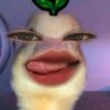 srwhyngsh__