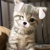 ilovecatsanddogs88