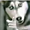 crazy.dog.photo