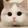 Just Cat