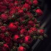 ann35_n