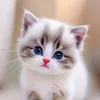 cats movie4492