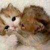 ekwqucwjgky