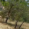 kazhe_mhamad