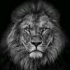 memmedov_officiall_777