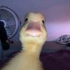 ghostb229
