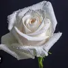 tiktok.alice81