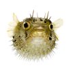 sir.pufferfish