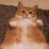 fattie_cat797