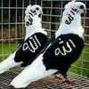 arif.khan8797