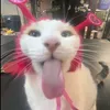 lenabitcl0s3r