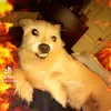 4vinky