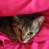 1mikothecat