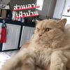dekwatin