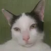 niel.cortuna