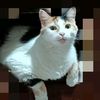 mol_miner