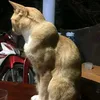 khnifeee