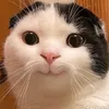 123hehe123hihi