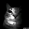 dina.love410