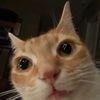 miyoicofoner