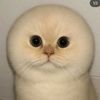 kiittyyy_4