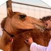 هجن عرضه