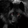 5sirius.black10wolf_