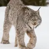leks_meow0