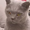 kot_lord