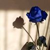 wa_photographe_27