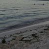 lilli_duck24