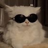 chattycatty__