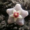 manal.haraki