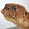mongoose5544