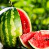 watermelon.gm