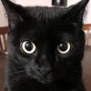 MemeStone